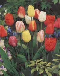TULIPA - tulipán